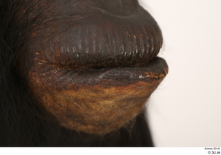 Chimpanzee Bonobo mouth 0006.jpg
